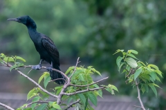 indian cormorant