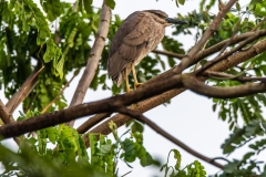 black crowned night heron female