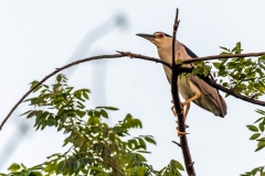 black crowned night heron