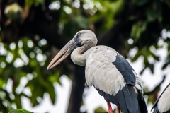 asian-openbill-closeup