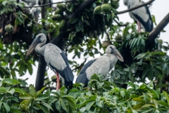 asian-openbill-couple