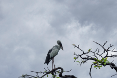 asian-openbill-square