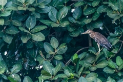 black-crowned-night-heron-juvenile-