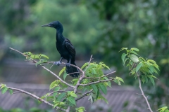 indian-cormorant