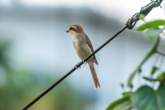 Brown Shrike looking this side.