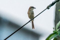 Brown Shrike looking that side.