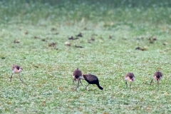 Bronze-winged Jacana with family.