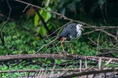 White-breasted waterhen