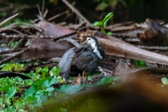 White-breasted waterhen