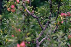 Sparrow in the Orchid