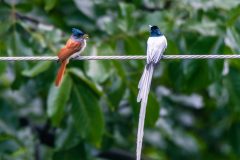 Asian Paradise Flycatcher (couple)