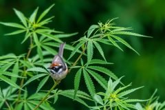 Black-throated Tit. Photo: Manish