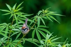 Black-throated Tit. Photo: Manish