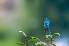 Verditer Flycatcher