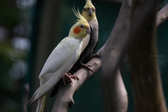 Cockatiel