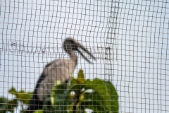 The wire that separates the Aviary from outside.