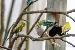 Budgerigar