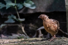 Japanese Quail