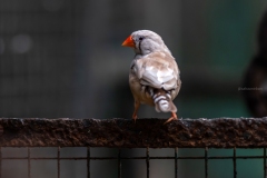 Australian Zebra Finch (female)