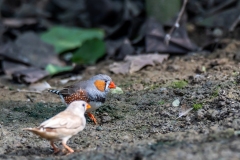 Australian Zebra Finch (female and male)