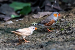 Australian Zebra Finch (female and male)