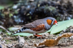 Australian Zebra Finch