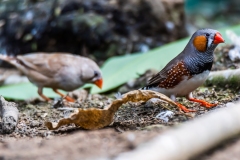 Australian Zebra Finch (female and male)