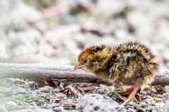 Quail baby (?)