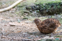 Japanese Quail