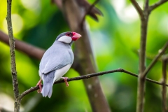 Java Sparrow