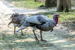 White big Turkey