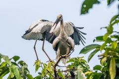 Adult  Asian Openbill - Raiganj Bird Sanctuary.