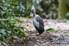 Baby Asian Openbill - Raiganj Bird Sanctuary.