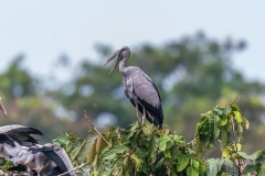 Asian Openbill  - Raiganj Bird Sanctuary.