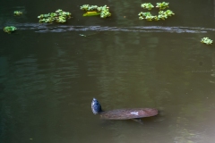 Turtle in the "Turtle pond" - Raiganj Bird Sanctuary.