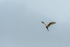 Great Egret flying.