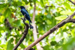 Hairy crested Drongo - Raiganj Bird Sanctuary.