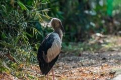 Baby Asian Openbill - Raiganj Bird Sanctuary.