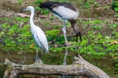 Egret & Asian Openbill - Raiganj Bird Sanctuary.