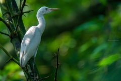 Egret - Raiganj Bird Sanctuary.
