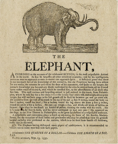 elephant