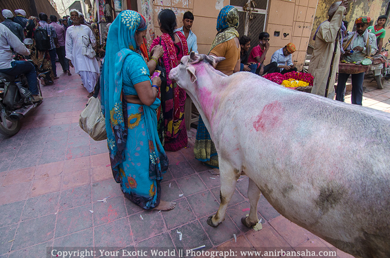 Cows in Vrindavan