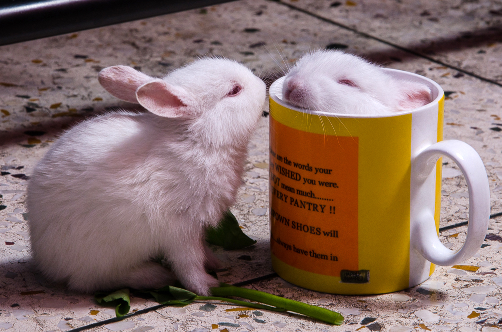 rabbit pet kolkata bengal india