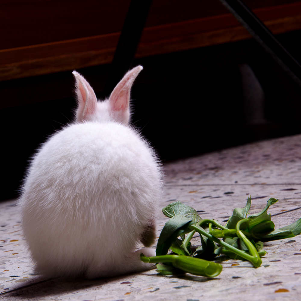 swarnava nandi, rabbit pet kolkata