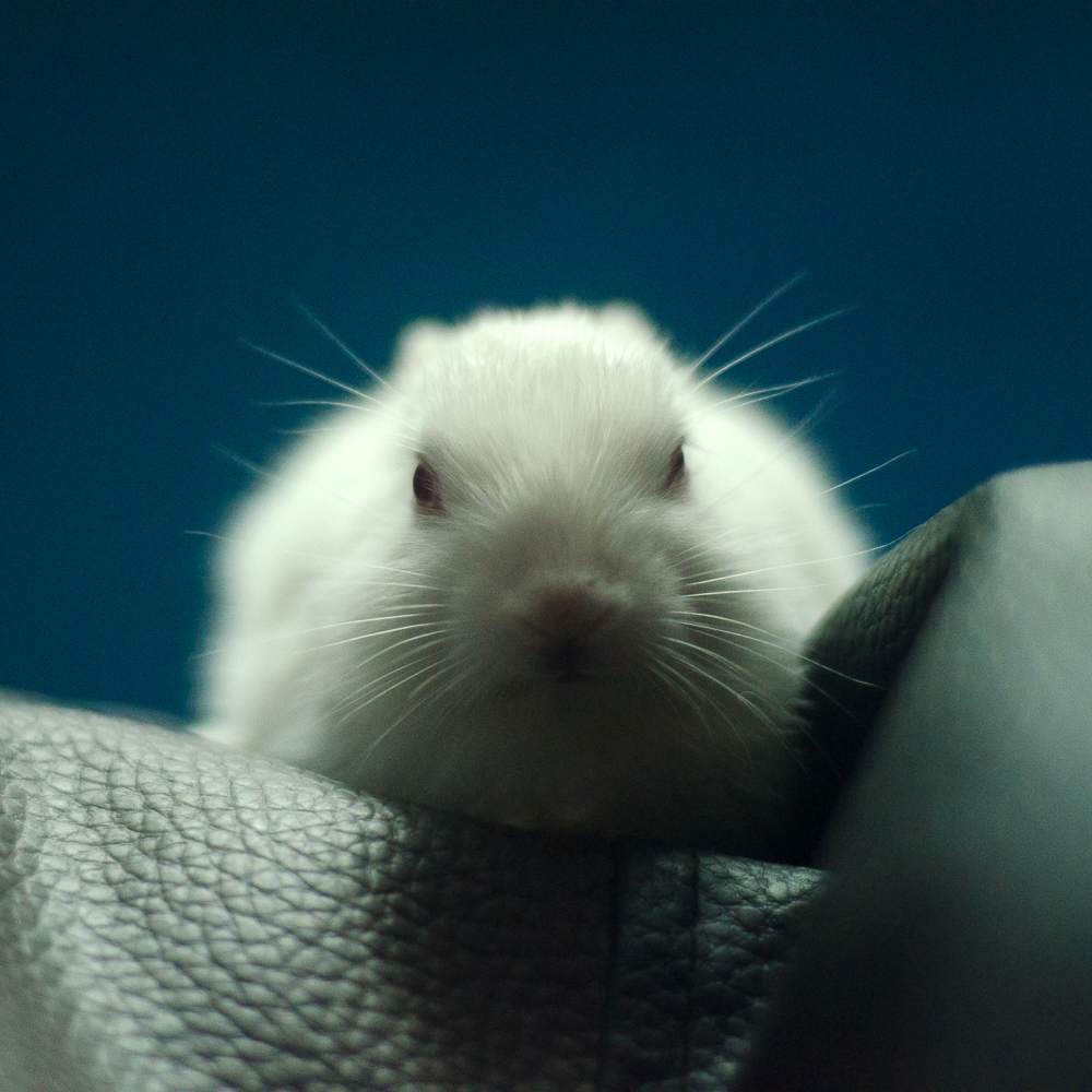 Rabbit Pet kolkata