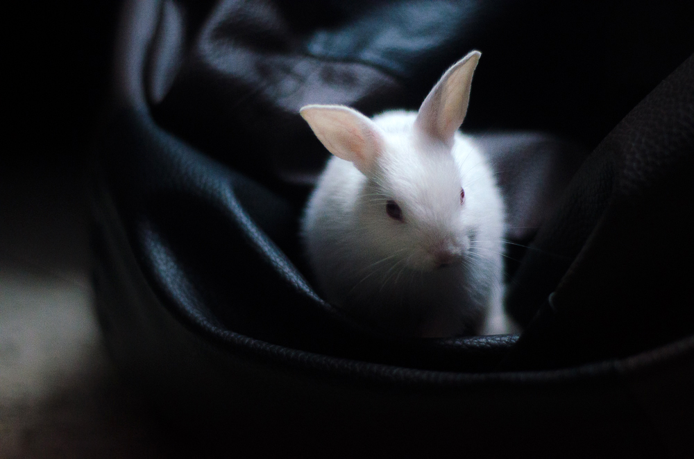 rabbit pet kolkata