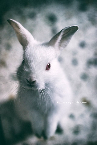 rabbit pet kolkata