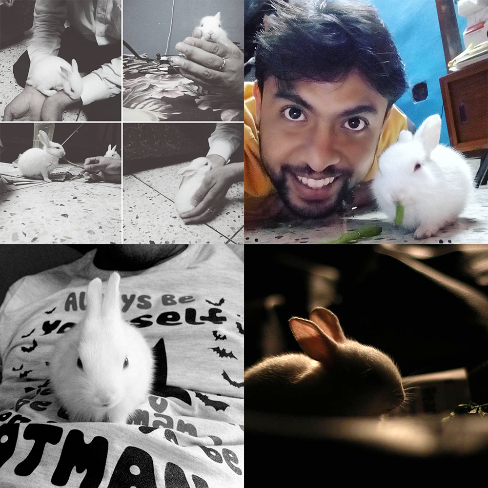 Rabbit pet kolkata