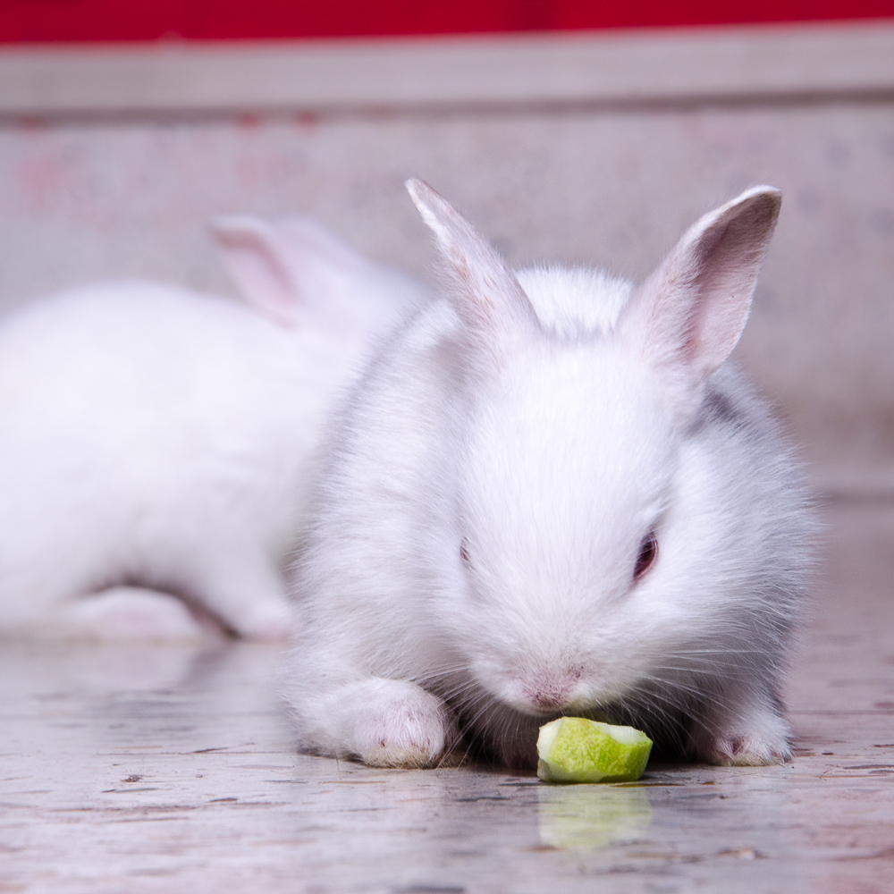 rabbit pet kolkata (4)