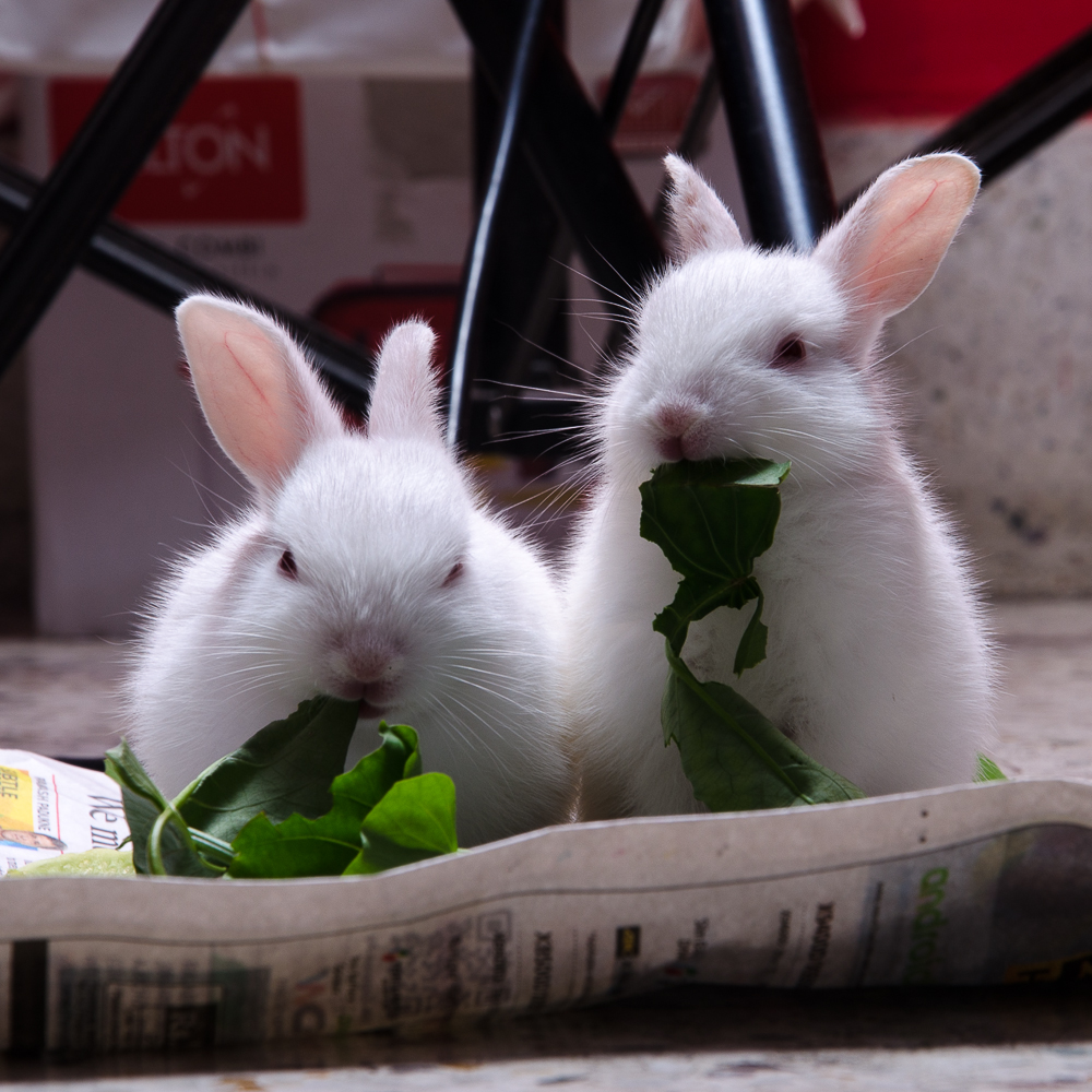 rabbit pet kolkata (5)